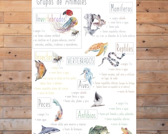 DIGITAL Spanish Animal Groups Poster