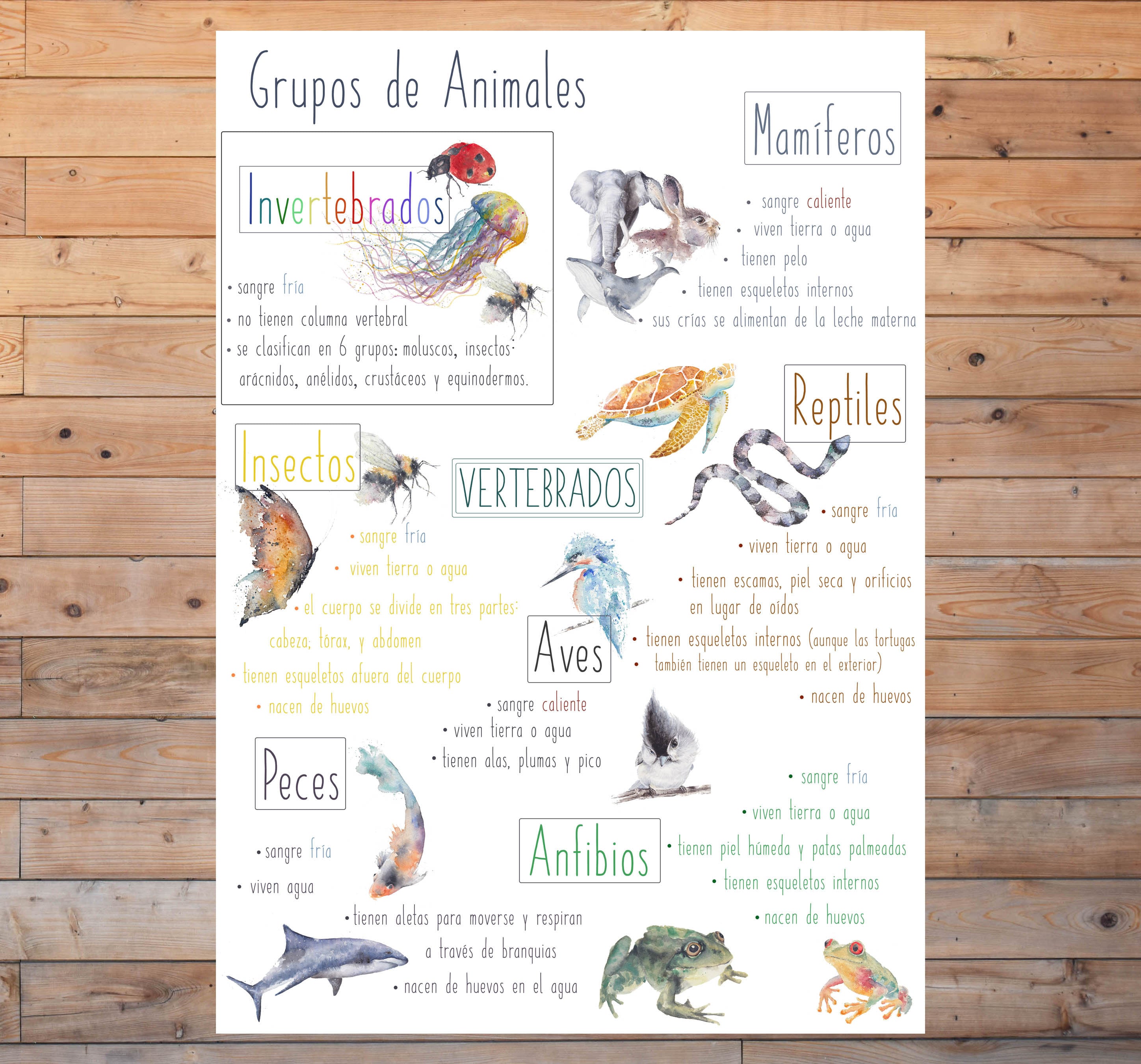DIGITAL Spanish Animal Groups Poster