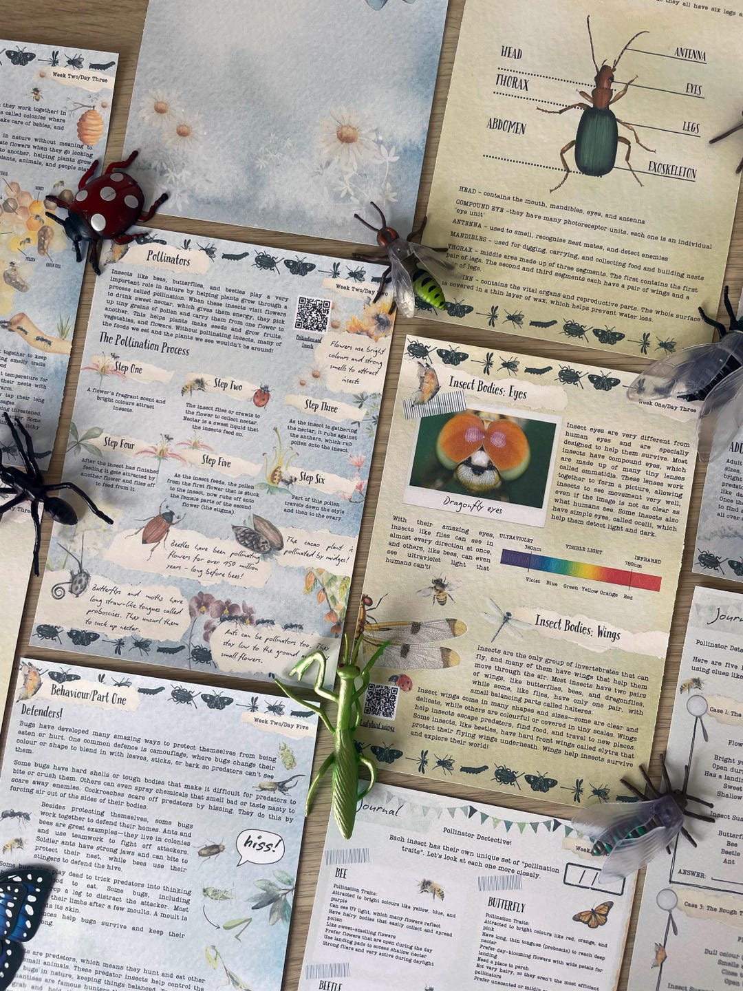 Homework Science Insects Insects Homeschool Science: 4-week Daily Lesson Plan (digital Download ...