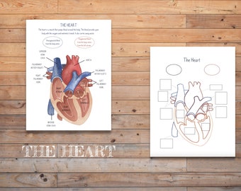 Digital Heart Anatomy Poster | Diagram & Labelled Chart | Homeschool Science Printable