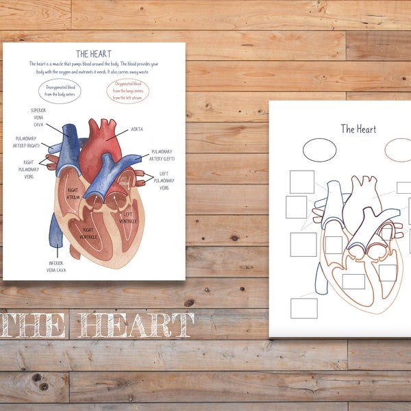 DIGITALES Herz Diagramm Poster