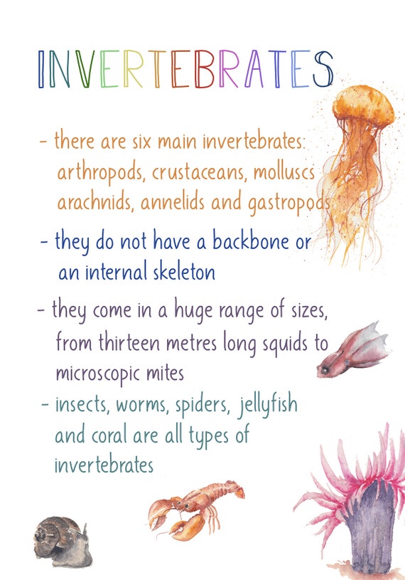 DIGITAL Watercolour LARGE Animal Groups Cards Invertebrates - Etsy DIGITAL Watercolour LARGE Animal Groups Cards Invertebrates - Etsy