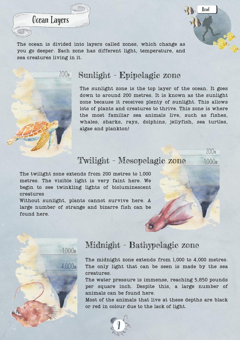 DIGITAL UPDATED Oceanography Lesson Plan | 4-Week Homeschool Unit Study | Oceans Science Curriculum PDF image 7
