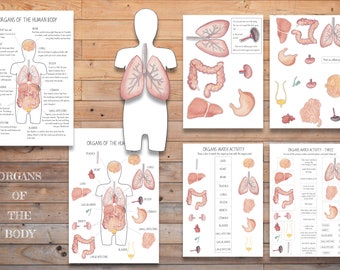 Affiche NUMÉRIQUE sur les organes du corps