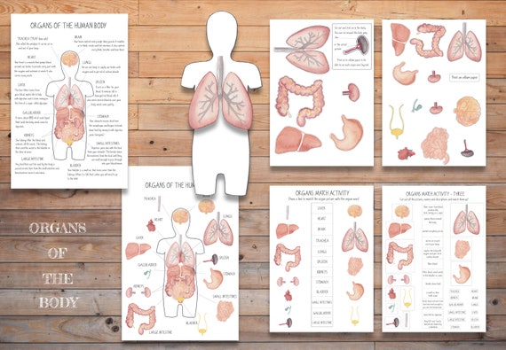 Organs Of The Body Pictures
