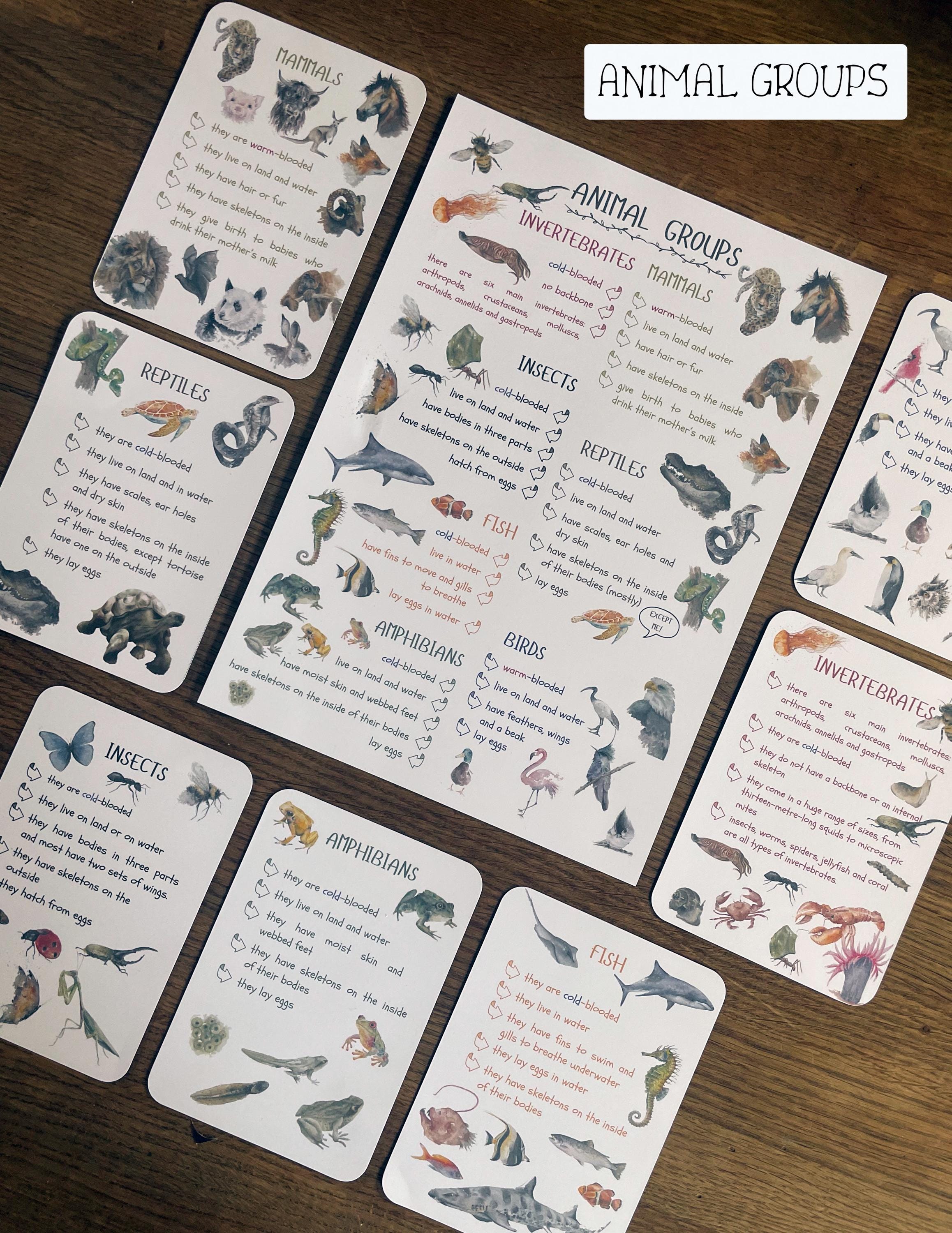 DIGITAL Watercolour LARGE animal groups cards, invertebrates and vertebrates