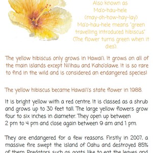 May include: A watercolor painting of a yellow hibiscus flower with a red center. The text "Yellow Hibiscus" is written in brown at the top of the image. The text "Hibiscus brackenridgei" is written in brown below the title. The text "Also known as Ma'o-hau-hele (may-oh-how-hay-lay)" is written in brown below the scientific name. The text "Ma'o-hau-hele means "green travelling introduced hibiscus" (The flower turns green when it dies)." is written in brown below the pronunciation. The text "The yellow hibiscus only grows in Hawai'i. It grows on all of the main islands except Ni'ihau and Kaho'olawe. It is so rare to find in the wild and is considered an endangered species!" is written in brown below the meaning of the name. The text "The yellow hibiscus became Hawai'i's state flower in 1988." is written in brown below the information about the flower's rarity. The text "It is bright yellow with a red centre. It is classed as a shrub and grows up to 30 feet tall. The large yellow flowers grow four to six inches in diameter. They open up between 2 pm to 4 pm and close again between 9 am and 1 pm." is written in brown below the information about the flower's state flower status. The text "They are endangered for a few reasons. Firstly in 2007, a massive fire swept the island of Oahu and destroyed 85% of them. Predators such as goats like to eat the leaves and stems. Also, urban development poses a threat." is written in brown below the information about the flower's endangerment.