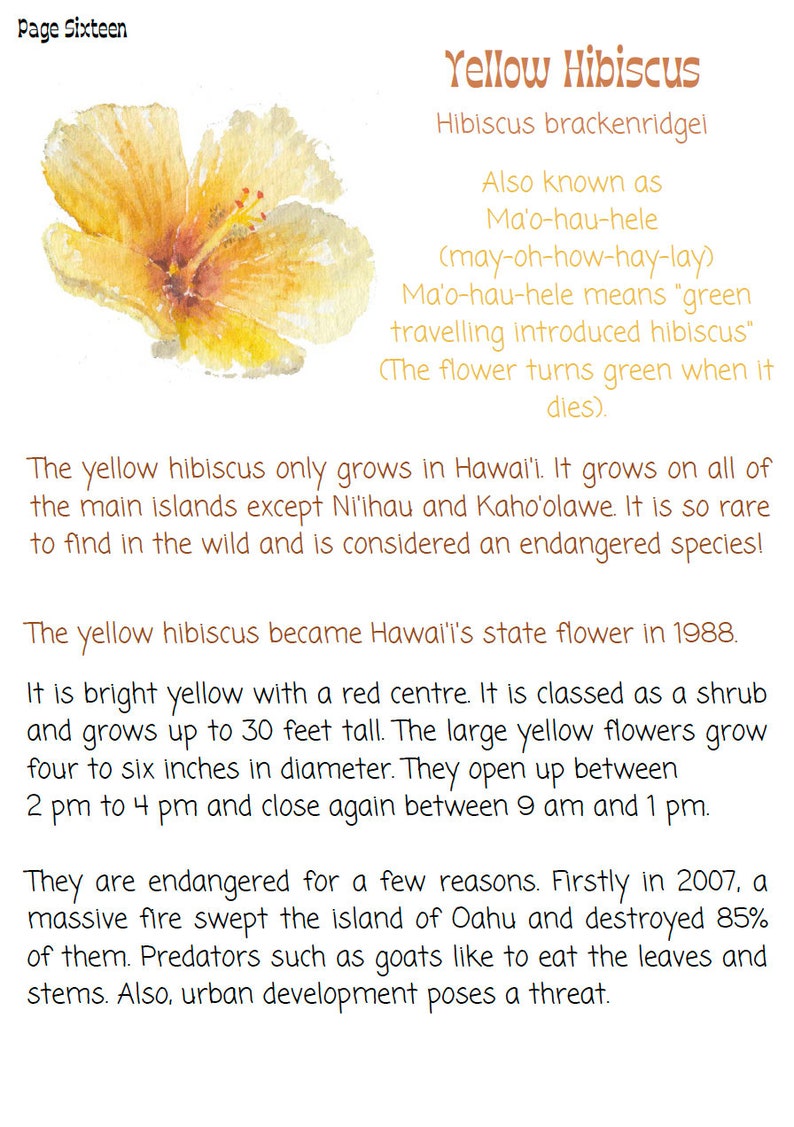 May include: A watercolor painting of a yellow hibiscus flower with a red center. The text "Yellow Hibiscus" is written in brown at the top of the image. The text "Hibiscus brackenridgei" is written in brown below the title. The text "Also known as Ma'o-hau-hele (may-oh-how-hay-lay)" is written in brown below the scientific name. The text "Ma'o-hau-hele means "green travelling introduced hibiscus" (The flower turns green when it dies)." is written in brown below the pronunciation. The text "The yellow hibiscus only grows in Hawai'i. It grows on all of the main islands except Ni'ihau and Kaho'olawe. It is so rare to find in the wild and is considered an endangered species!" is written in brown below the meaning of the name. The text "The yellow hibiscus became Hawai'i's state flower in 1988." is written in brown below the information about the flower's rarity. The text "It is bright yellow with a red centre. It is classed as a shrub and grows up to 30 feet tall. The large yellow flowers grow four to six inches in diameter. They open up between 2 pm to 4 pm and close again between 9 am and 1 pm." is written in brown below the information about the flower's state flower status. The text "They are endangered for a few reasons. Firstly in 2007, a massive fire swept the island of Oahu and destroyed 85% of them. Predators such as goats like to eat the leaves and stems. Also, urban development poses a threat." is written in brown below the information about the flower's endangerment.