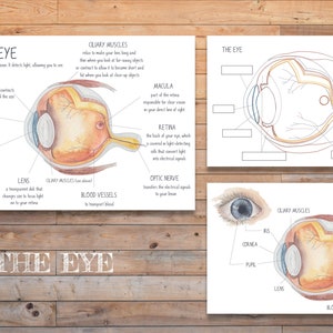 DIGITAAL De oogdiagramkaart en het werkblad