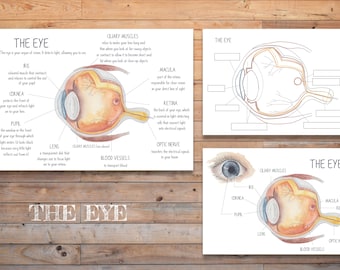 Digital Eye Diagram Card & Worksheet | Printable Anatomy Learning Resource | Homeschool or Classroom Science Material