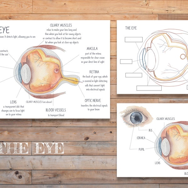 NUMÉRIQUE La carte et la feuille de travail du diagramme de l'œil