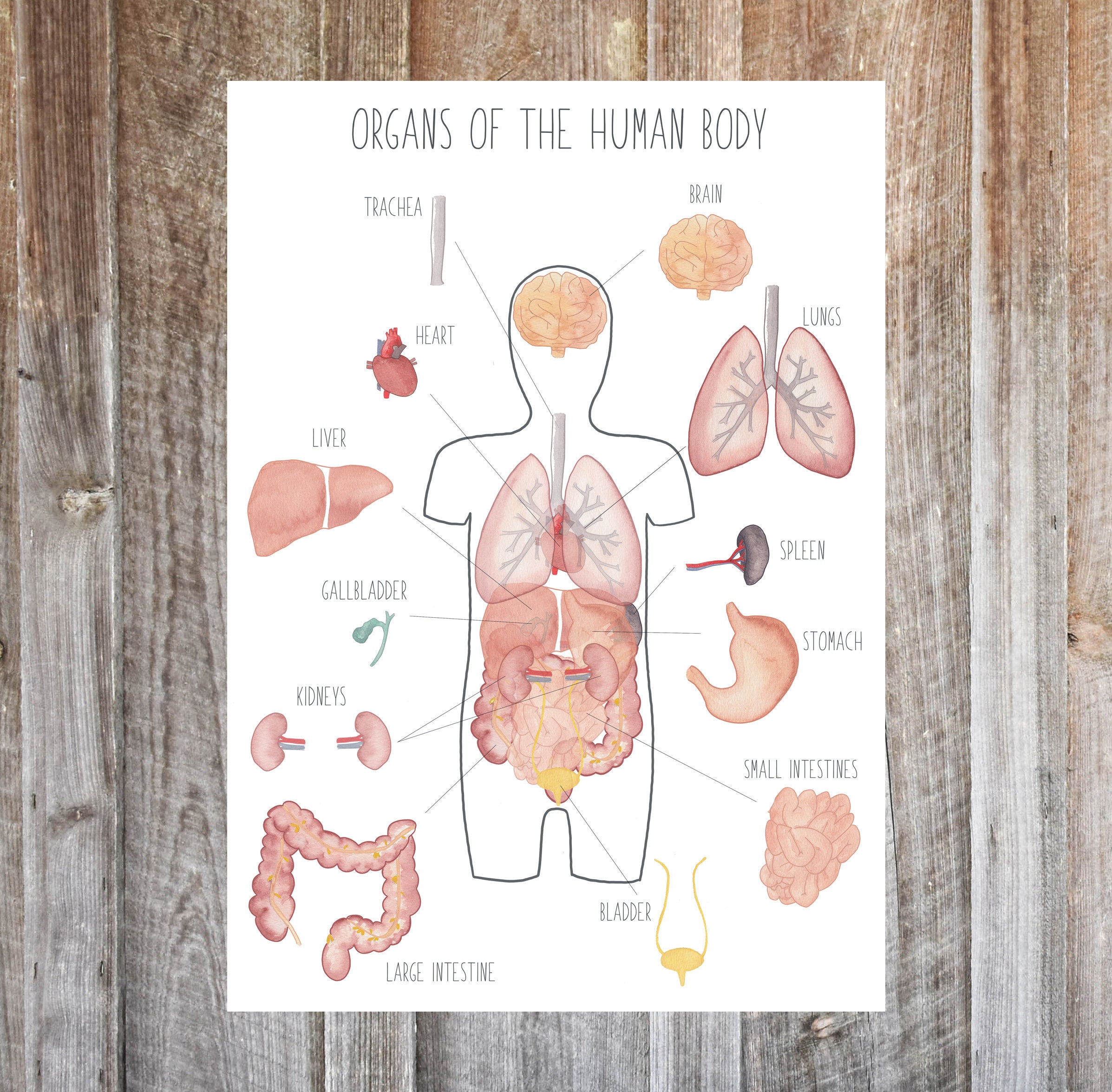 A5 Human Body Posters science posters homeschooling Biology Diagrams
