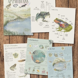 May include: A collection of educational prints about amphibians. The prints include illustrations of frogs, their anatomy, life cycle, and rainforest and pond ecosystems. The title "Amphibians" is displayed on one print.