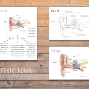 DIGITALE Ohrdiagramme und Arbeitsblatt