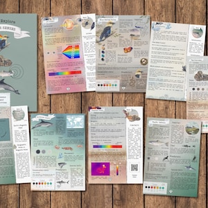 Peut inclure: Un ensemble de huit cartes éducatives illustrées sur les animaux dotés de super sens. Chaque carte présente un animal différent, notamment un dauphin, un requin, un perroquet et un martin-pêcheur. Les cartes contiennent des informations sur l'habitat, le régime alimentaire, les prédateurs et les sens de l'animal.