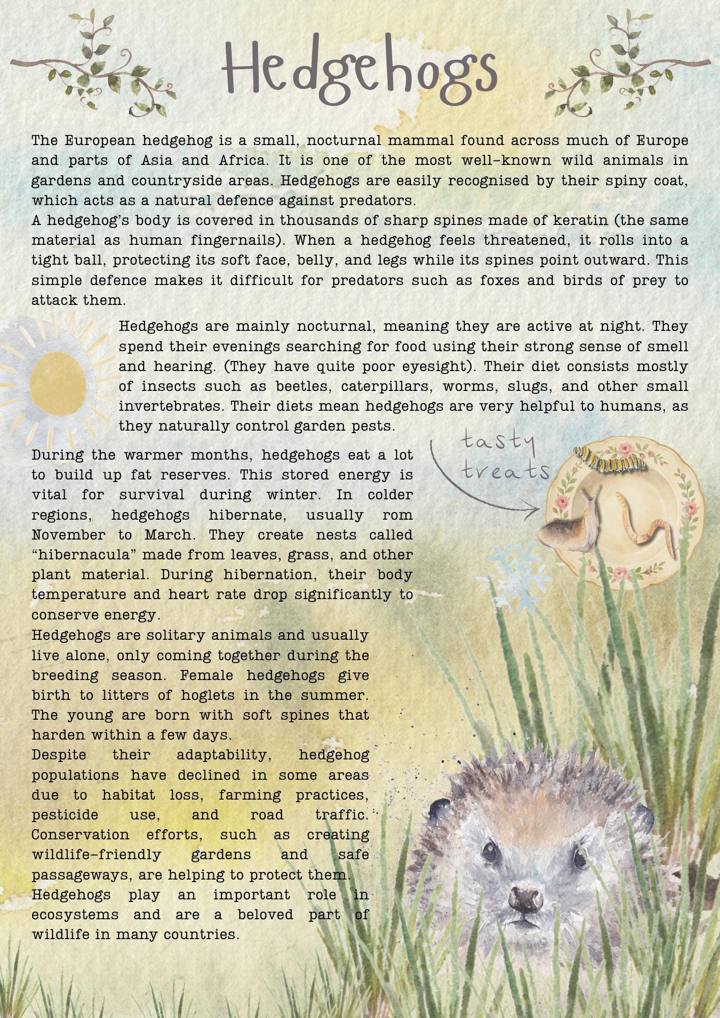 Hedgehogs | Printable Educational Resource for Kids | Animal Learning ...
