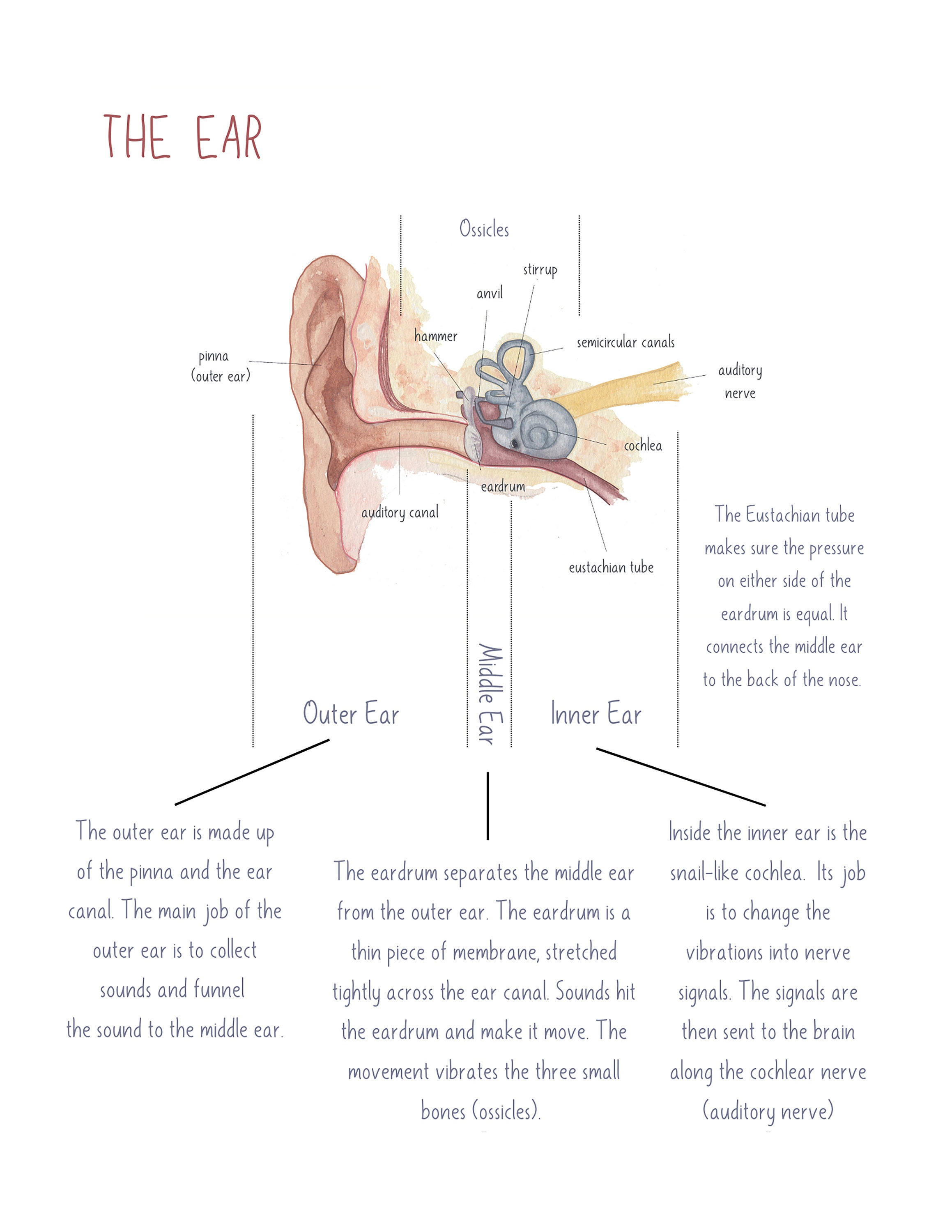 DIGITAL Ear Diagrams and Worksheet Montessori Wall Art Human Etsy