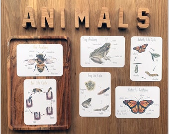 DIGITAL Life Cycle and anatomy pack, butterfly life cycle activity, bee life cycle activity, frog life cycle activity