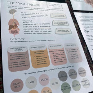 May include: A colorful infographic about the vagus nerve, a major component of the parasympathetic nervous system. The infographic shows the anatomy of the vagus nerve, its functions, and how it affects different parts of the body, including heart rate, digestion, and breathing.