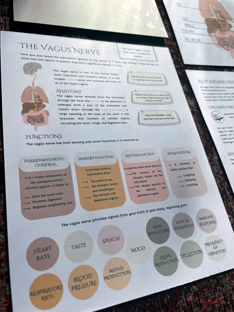 May include: A colorful infographic about the vagus nerve, a major component of the parasympathetic nervous system. The infographic shows the anatomy of the vagus nerve, its functions, and how it affects different parts of the body, including heart rate, digestion, and breathing.