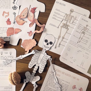 May include: A set of educational materials for learning about the human body. The set includes a skeleton, organs, and a booklet with information about the skeleton. The materials are on a wooden surface.