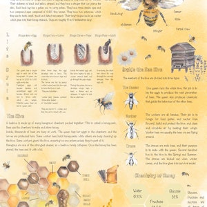 DIGITAL Bee Posters, A4 and US Letter Size, Home School, Nature Study ...
