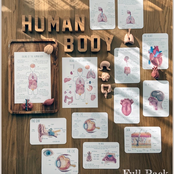 DIGITAL The human body full poster set with activities