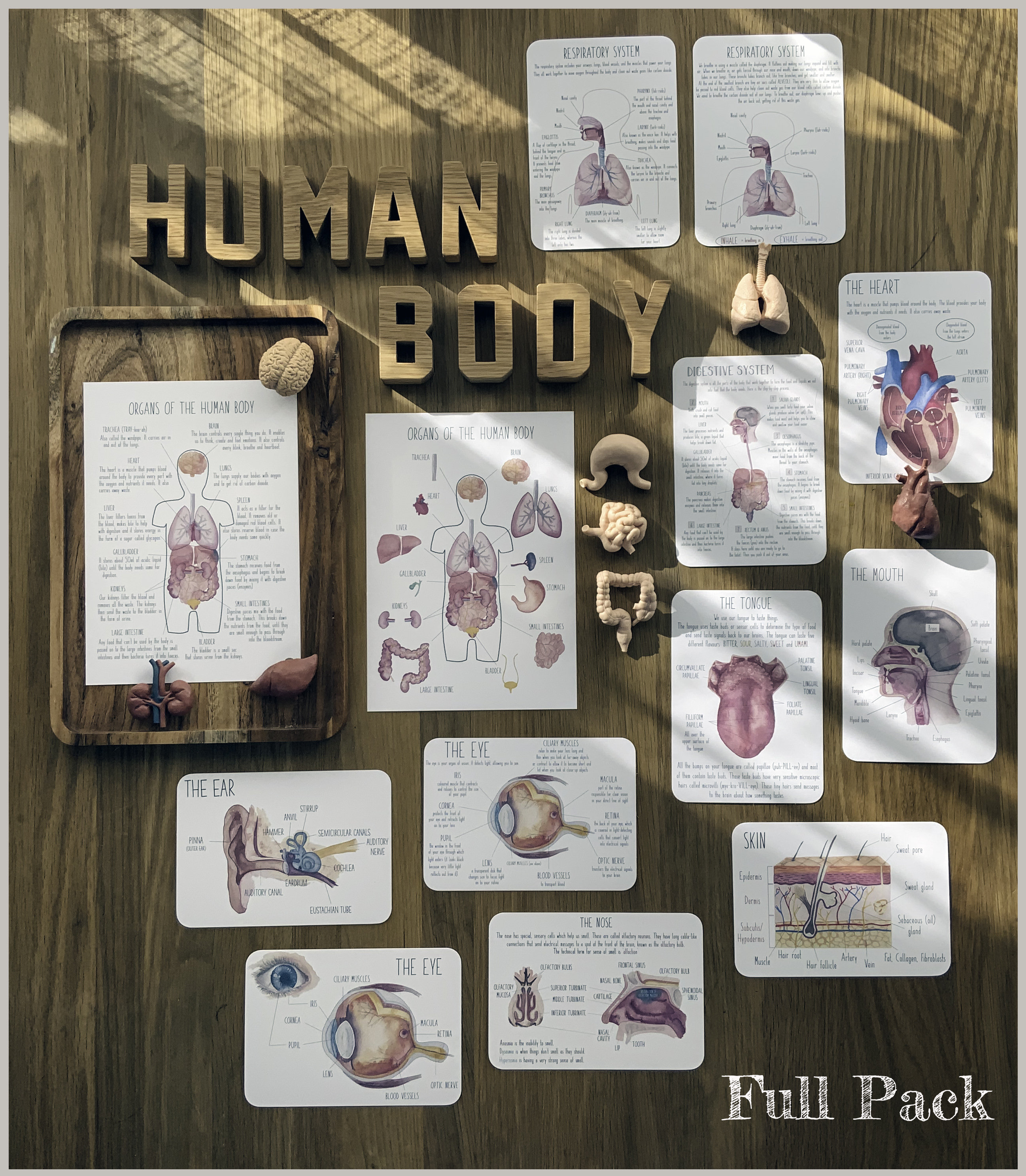 DIGITAL the Human Body Full Poster Set With Activities - Etsy Australia
