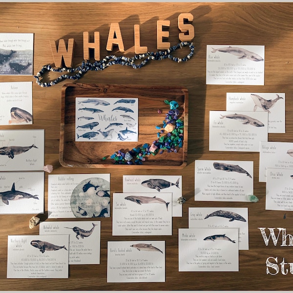 DIGITAL Whale nature pack