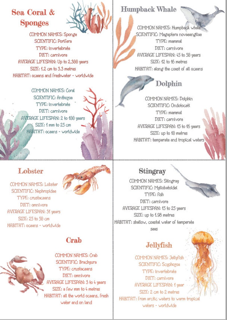 DIGITAL Coral Reef Educational Pack Coral Reef Worksheet Etsy