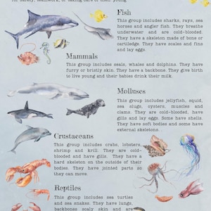 DIGITAL UPDATED Oceanography Lesson Plan | 4-Week Homeschool Unit Study | Oceans Science Curriculum PDF image 10