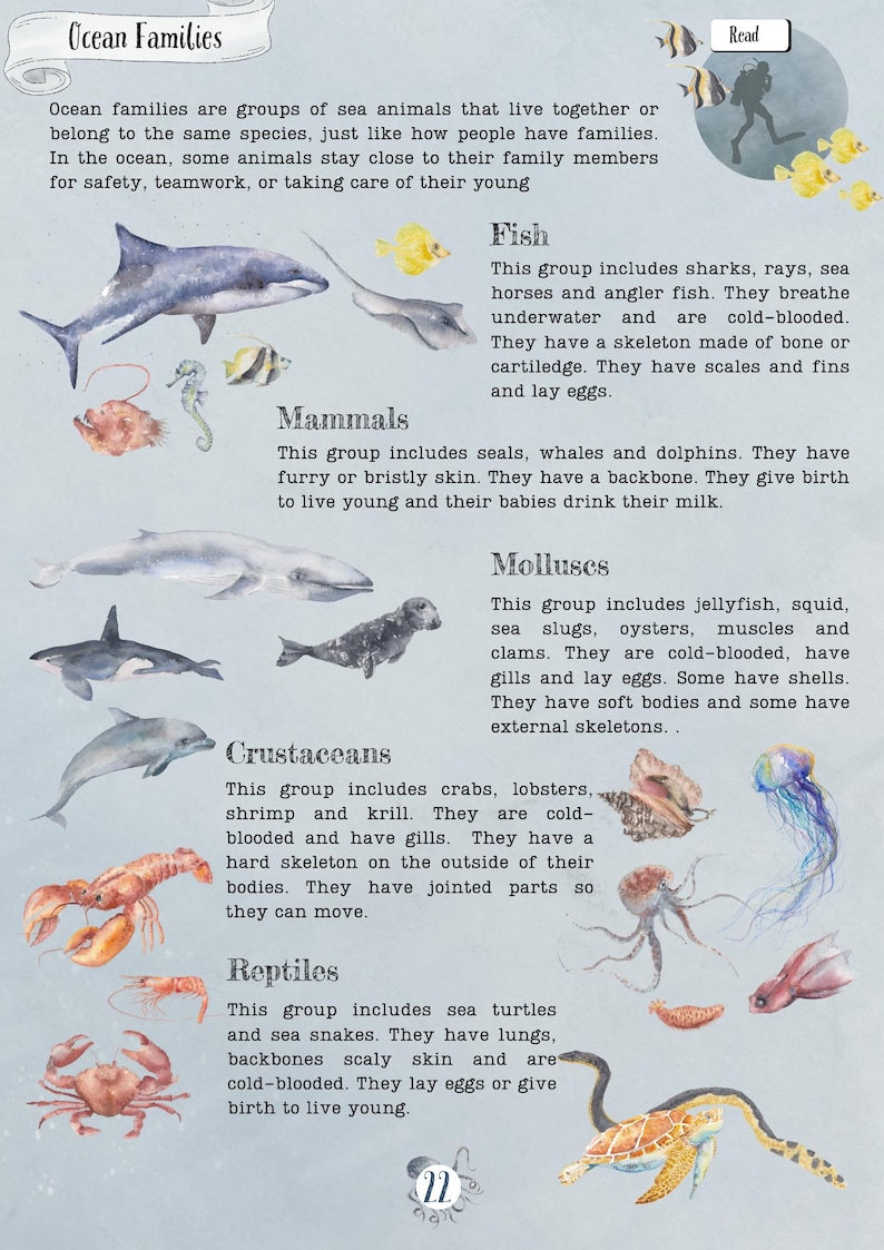 DIGITAL UPDATED Oceanography Lesson Plan | 4-Week Homeschool Unit Study | Oceans Science Curriculum PDF image 10
