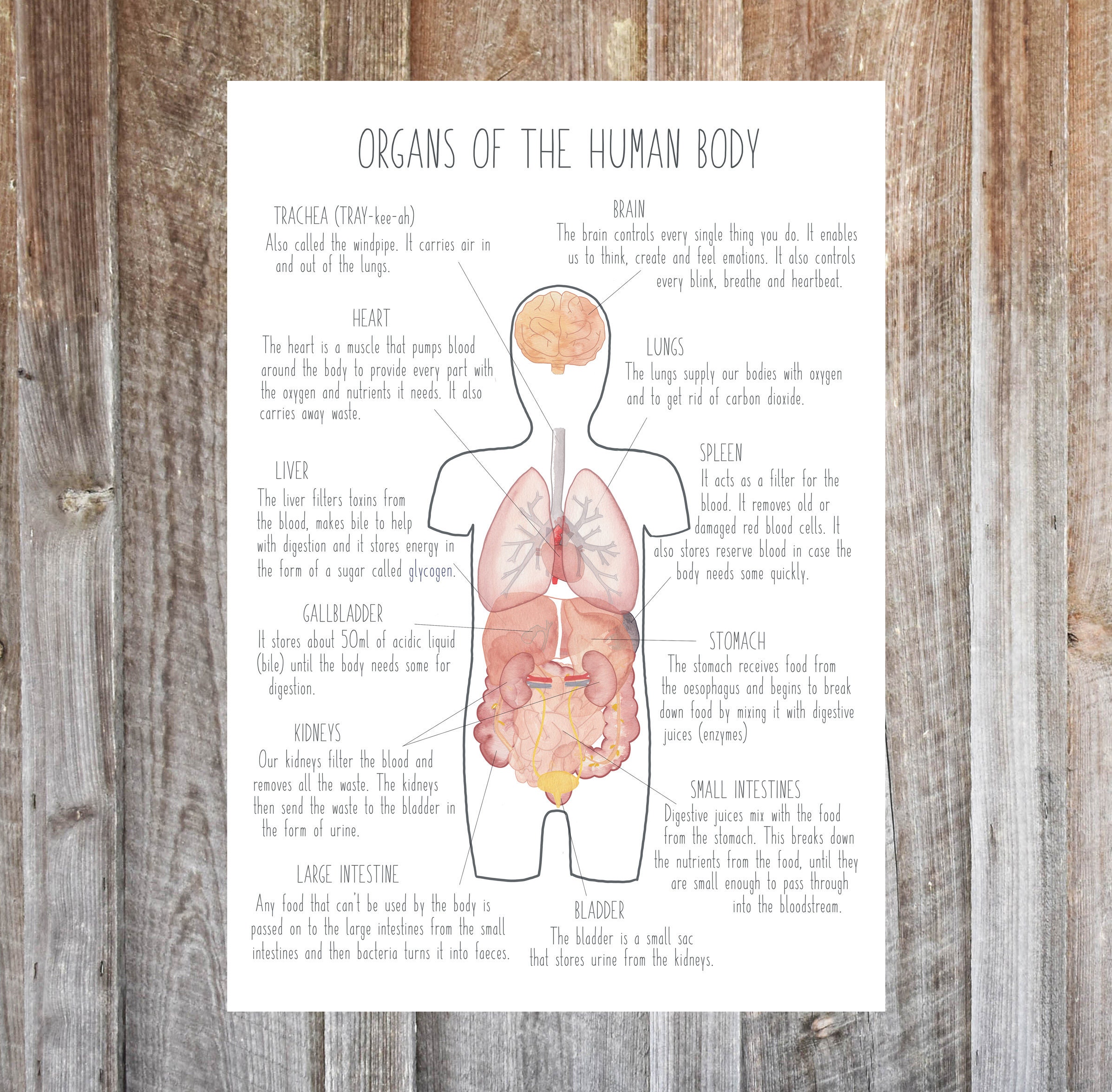 A4 Human Body Posters science posters homeschooling Biology Diagrams