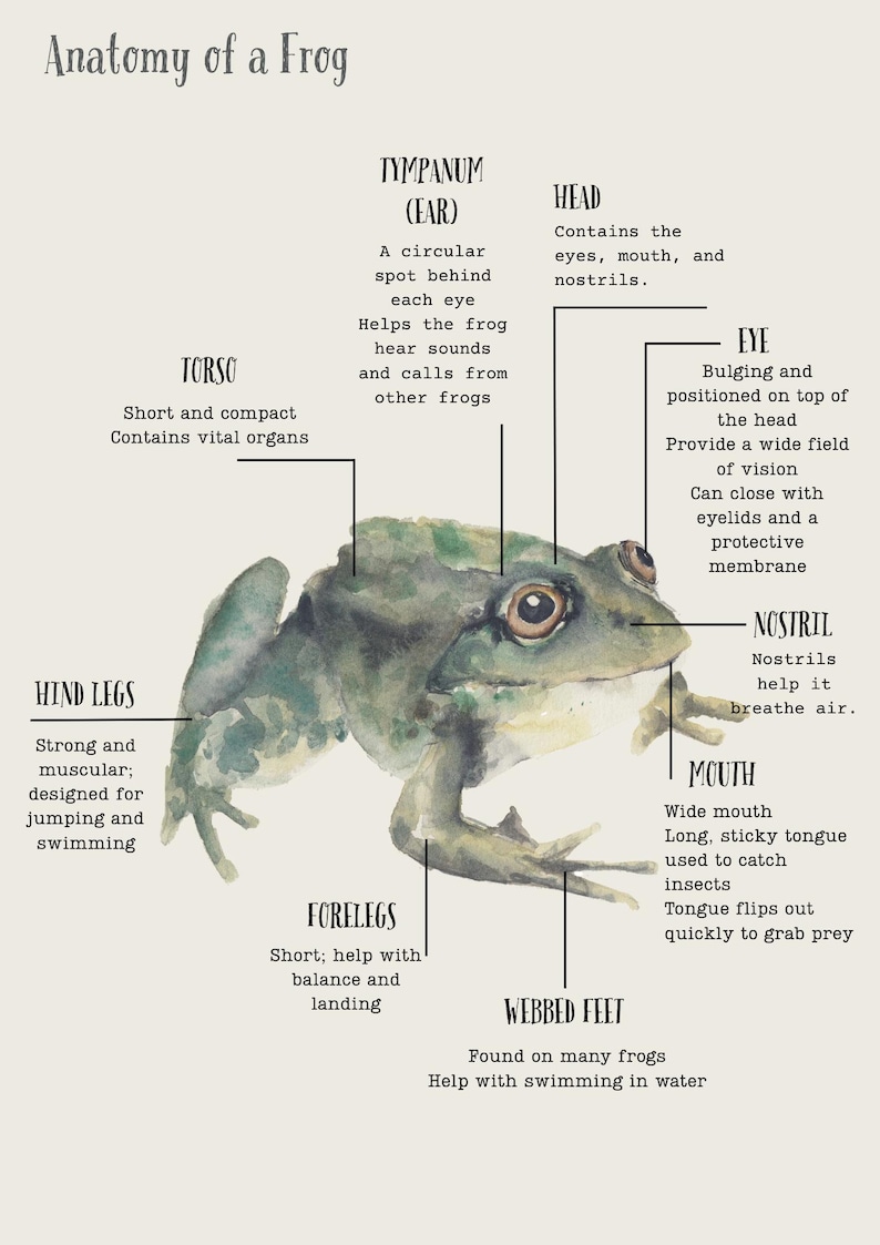 Frog Introduction Amphibians | Homeschool Resource | Animal Learning - Etsy