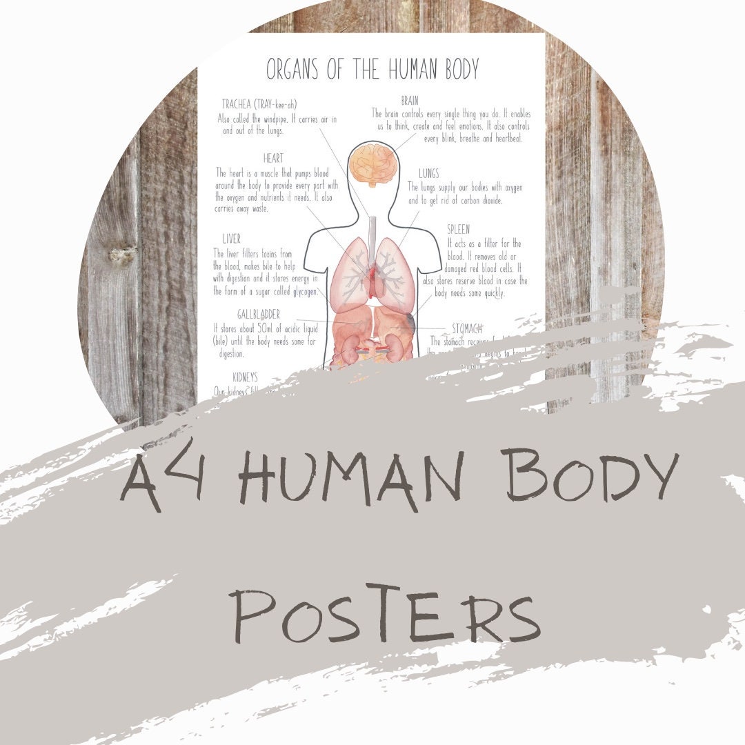 A4 Human Body Posters science posters homeschooling Biology Diagrams