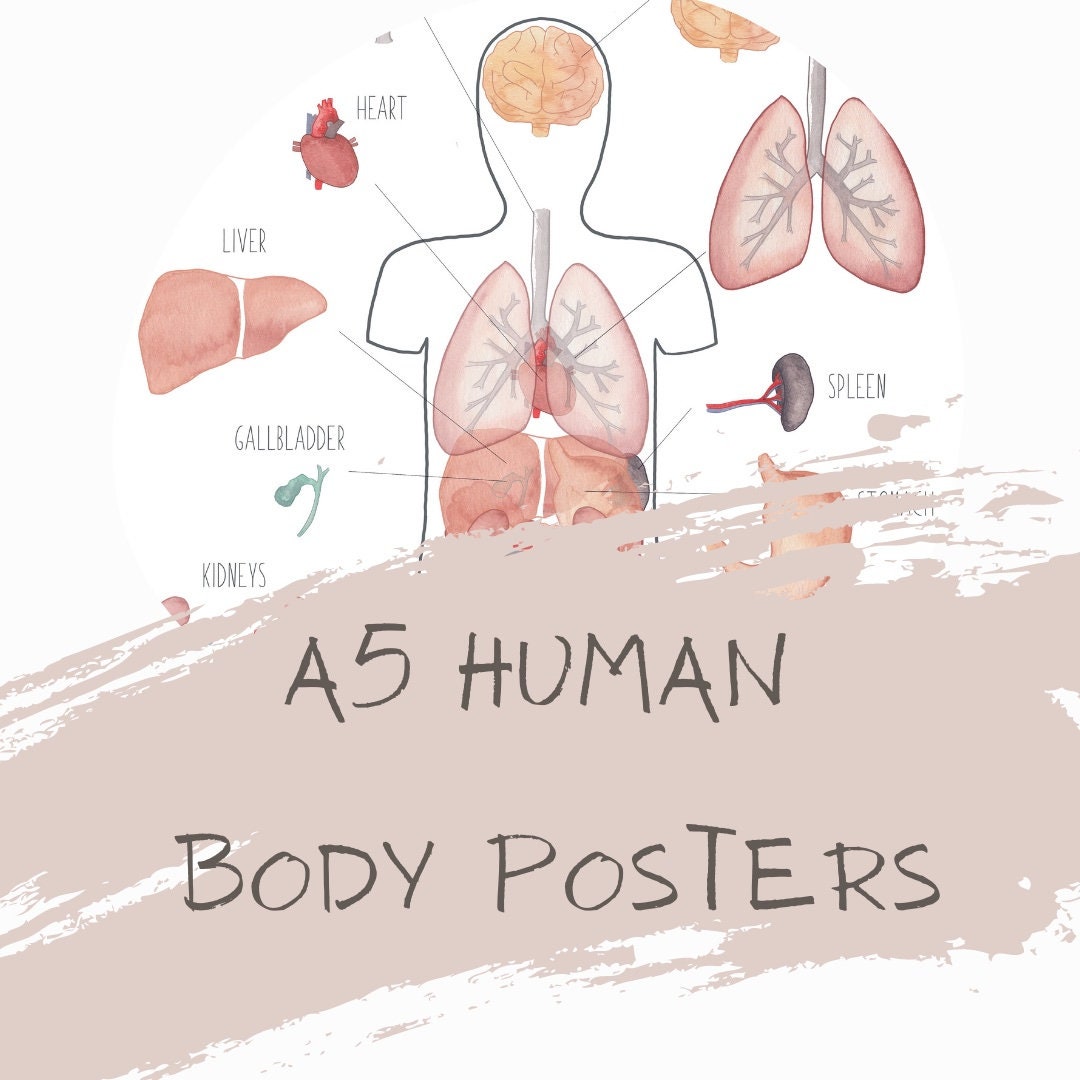 A5 Human Body Posters science posters homeschooling Biology Diagrams