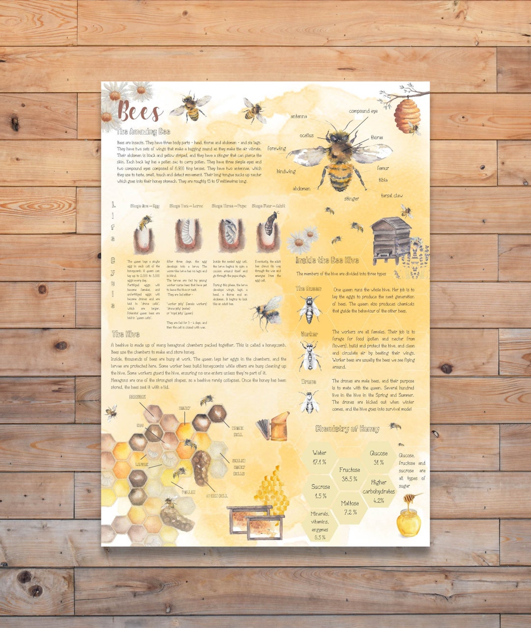 DIGITAL Bee Posters, A4 and US Letter Size, Home School, Nature Study ...