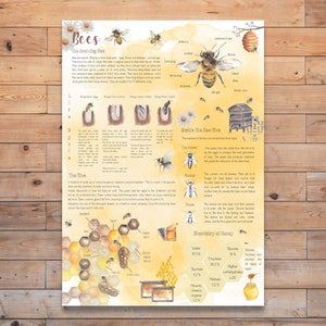 DIGITALE Bienen Poster, A4 und US Letter Größe, Hausschule, Naturkunde, Weltbienentag