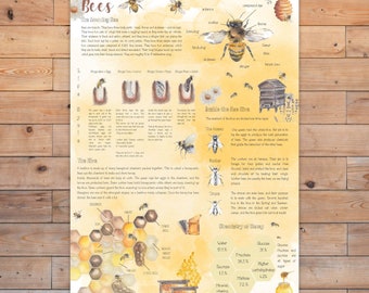 DIGITAL bee posters, A4 and US Letter size, home school, nature study, world bee day