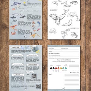 DIGITAL UPDATED Oceanography Lesson Plan | 4-Week Homeschool Unit Study | Oceans Science Curriculum PDF image 4