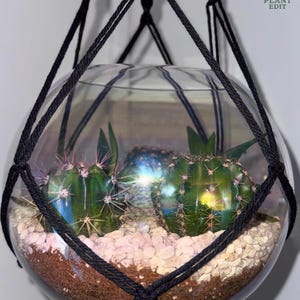 May include: A spherical glass terrarium containing two green cacti, brown soil, and light-coloured pebbles, suspended by a black macrame cord. The glass features an iridescent sheen and a logo in the top right corner that reads THE PLANT EDIT.