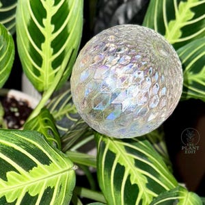 May include: A spherical glass plant watering globe with a textured, iridescent honeycomb pattern that reflects light in various colours, positioned among the green and yellow striped leaves of a prayer plant with a small logo reading THE PLANT EDIT.