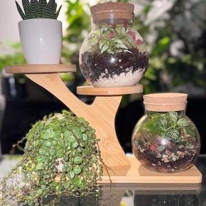 May include: A bamboo plant stand holding three terrariums and a potted succulent. The glass terrariums have cork lids and contain soil, plants, and stones. The succulent is in a white pot. The Plant Edit logo is in the bottom right.