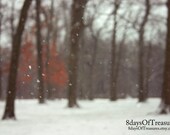 Winter, Gray, Snow,  Christmas, Orange, Fall, Autumn, Winter Decor, White, Woodland, Nature Photography