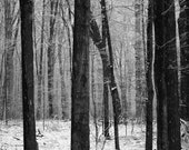 Christmas,  Woodland, Winter Photography, Snow,  Black and White,  Winter Decor, Modern, Holiday Decor, Gray, Snow, 8x10Print