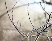 Winter, Christmas, Winter Decor, Snow, Ice, Brown, Tan, Blue,  Holiday Decor, Woodland, Fairy Tale, Nature photography,