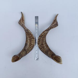 May include: Two curved, brown ram horns with a striped pattern are displayed against a white background. A metal ruler is placed between the horns, showing measurements in inches. The horns have a natural, textured appearance.