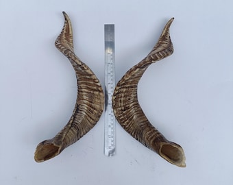 Real Ram Horns Set: Natural Curled Sheep Horns, Home Decor