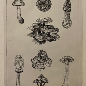 Fungi etching print scientific illustration poster