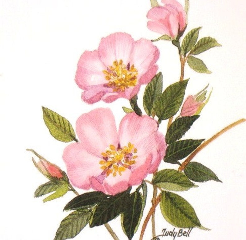 Prairie Rose Pink Wildflower Print Watercolor Painting Etsy